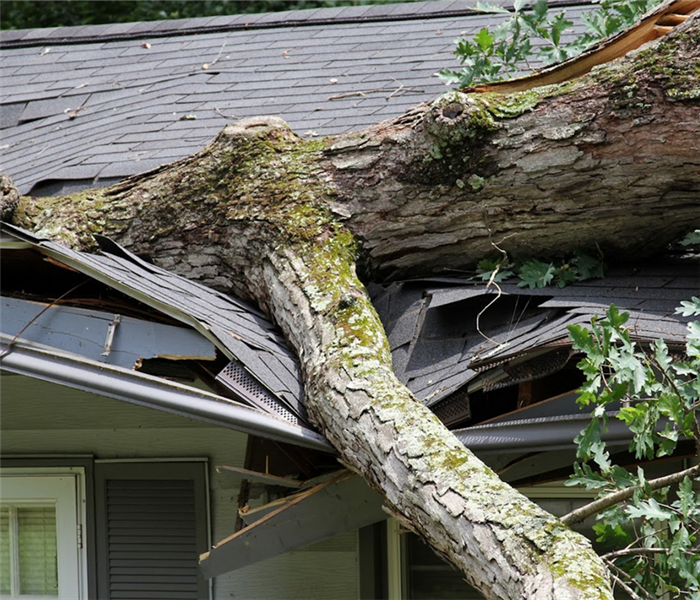 a fallen tree on top of the roof of a house